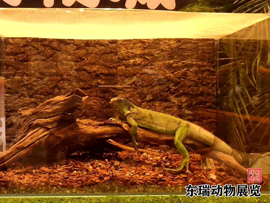 爬行動物