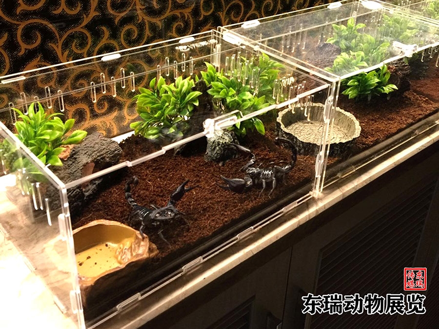 爬行動物