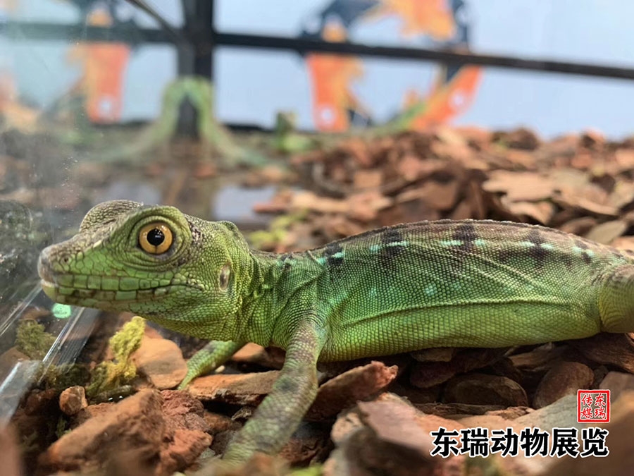 爬行動(dòng)物