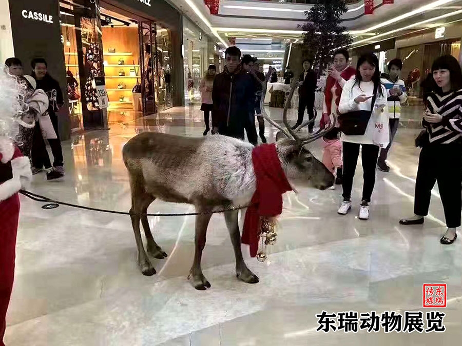 圣誕節(jié)馴鹿