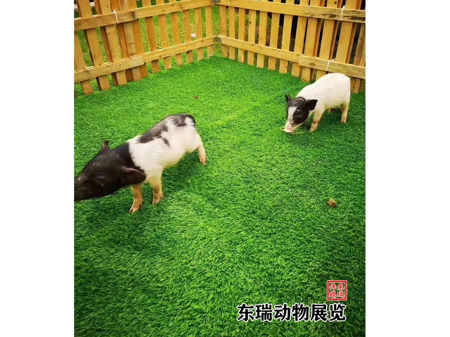 香豬展示