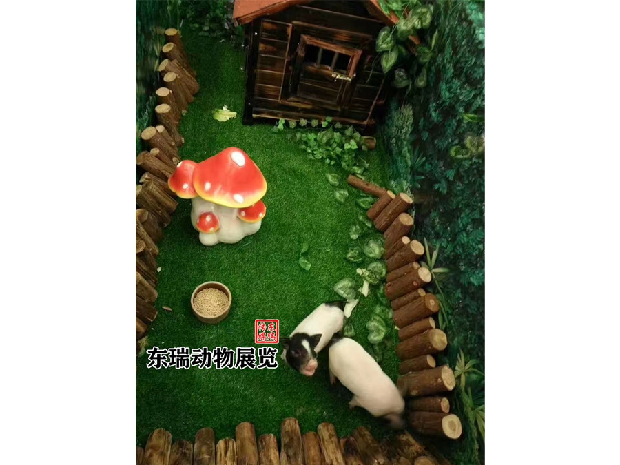 香豬展示
