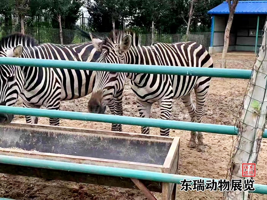 斑馬展示
