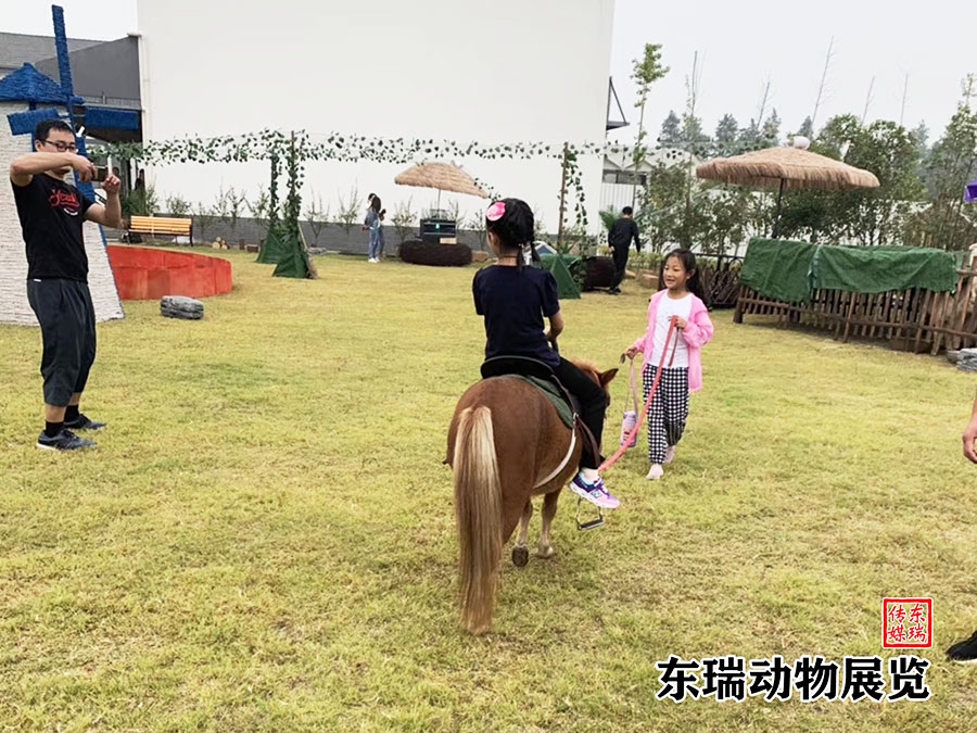矮馬展示