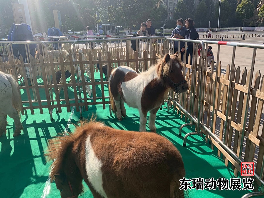 矮馬展示