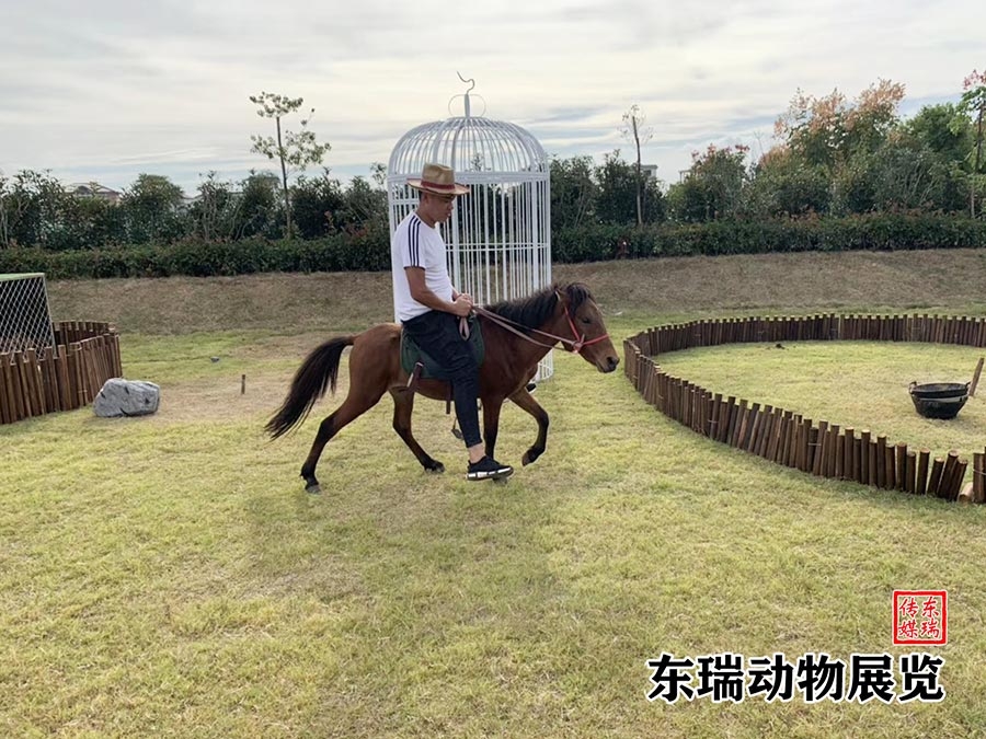 矮馬展示