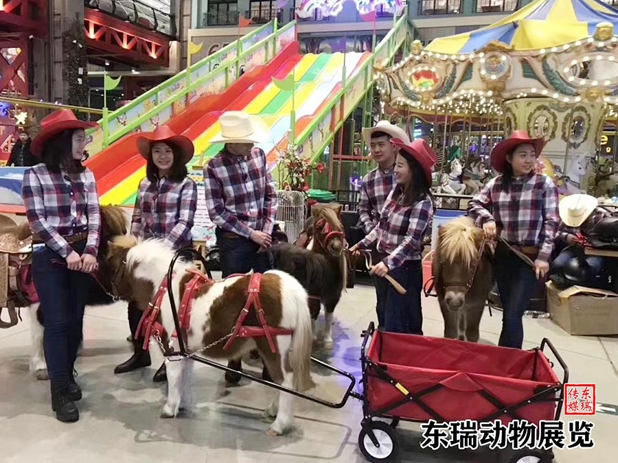 矮馬展示