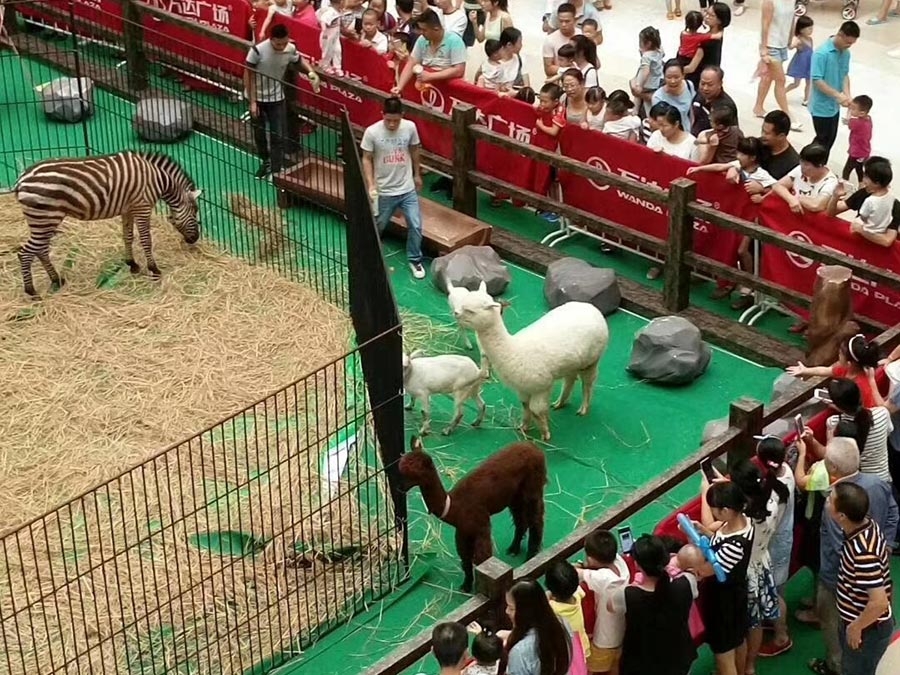 羊駝展示