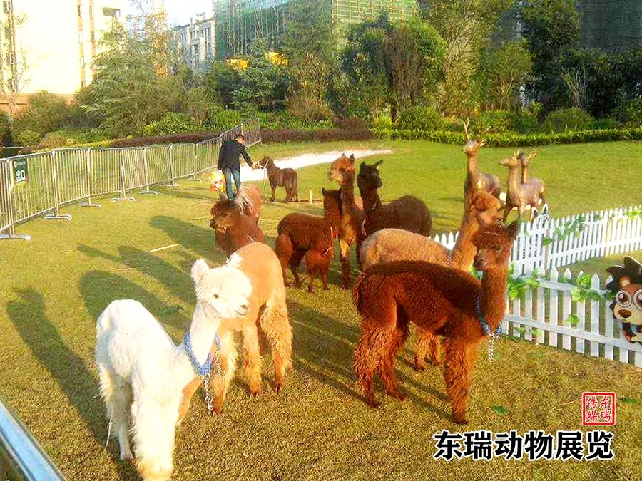 羊駝展示
