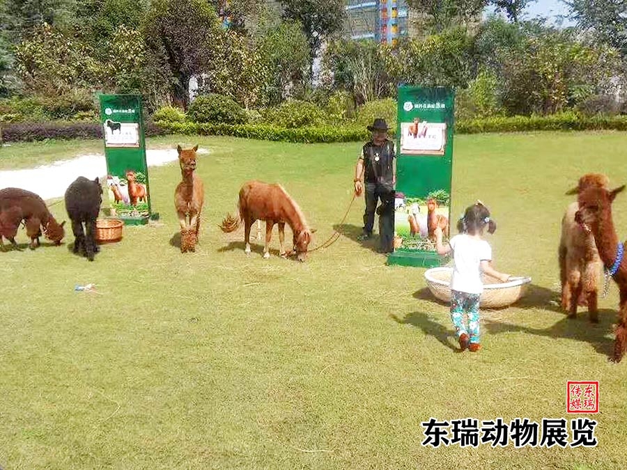 羊駝展示