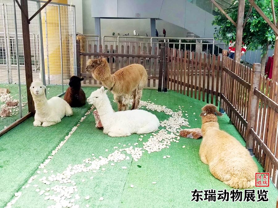 羊駝展示