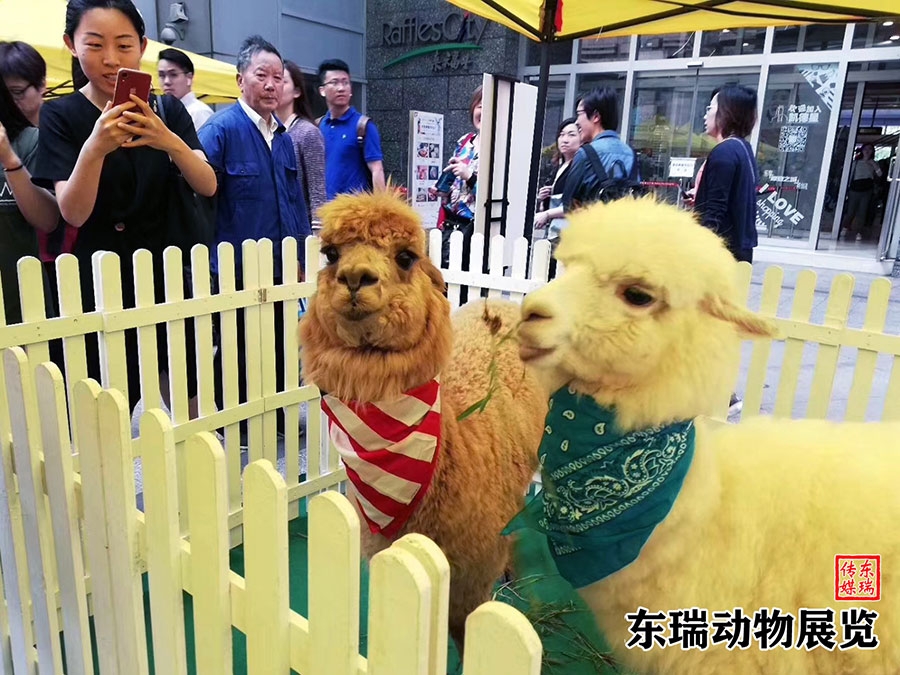 羊駝展示
