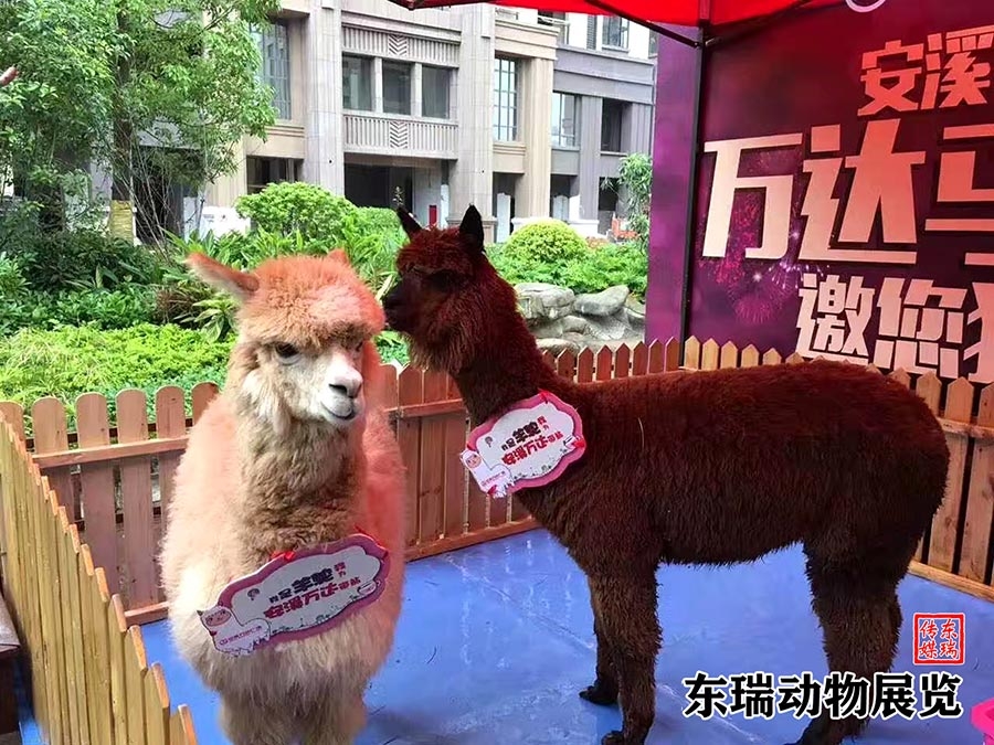 羊駝展示