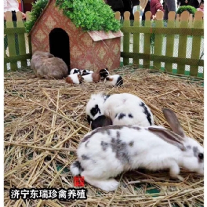 萌寵展示