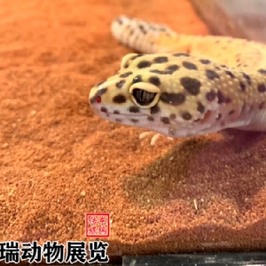 爬行動(dòng)物