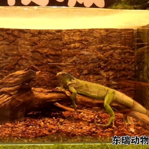 爬行動物