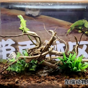 爬行動物