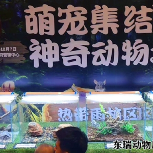 爬行動物