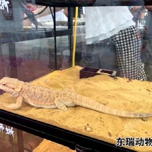爬行動物