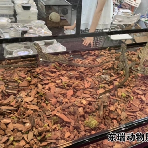 爬行動(dòng)物