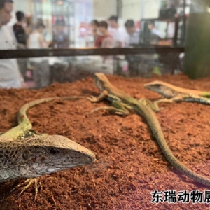 爬行動(dòng)物
