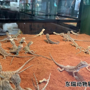 爬行動(dòng)物