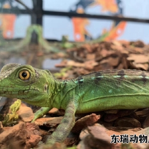 爬行動物
