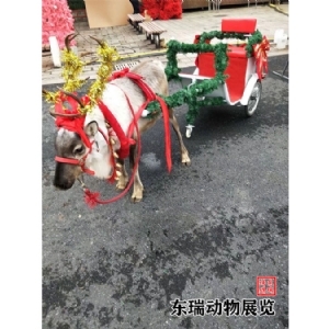 圣誕節(jié)馴鹿