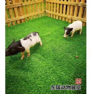 香豬展示