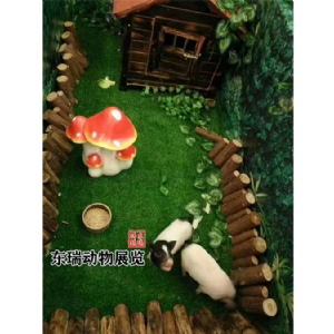 香豬展示