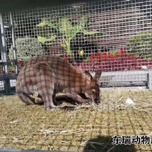袋鼠展示