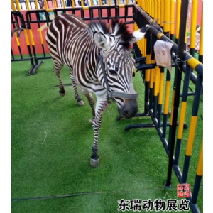 斑馬展示