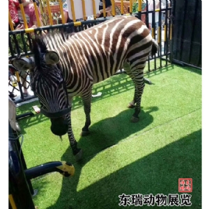 斑馬展示