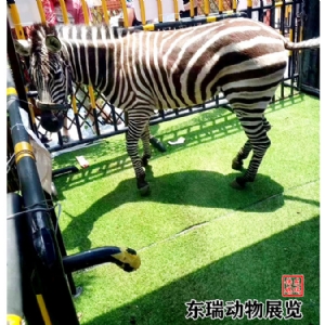 斑馬展示