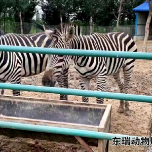 斑馬展示