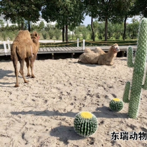 駱駝展示