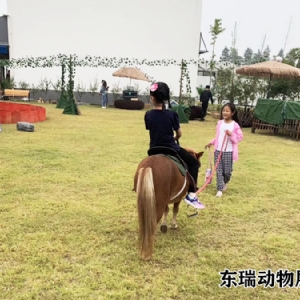 矮馬展示