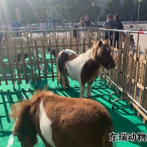 矮馬展示