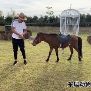 矮馬展示