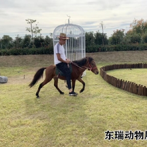 矮馬展示