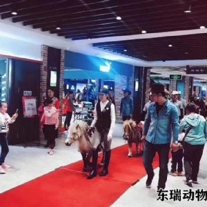 矮馬展示